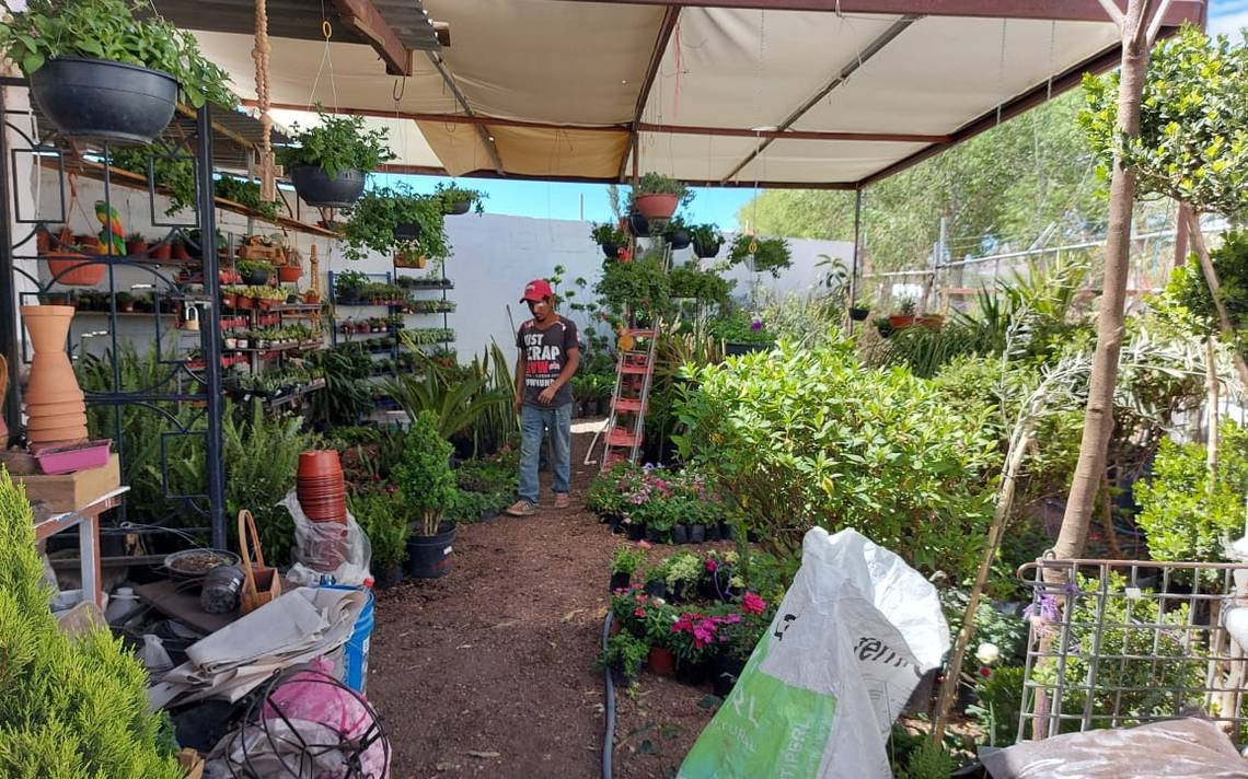 Spring Blossoms in Nurseries of the Capital – Local News, Police, about Mexico and the World |  The Herald of Chihuahua