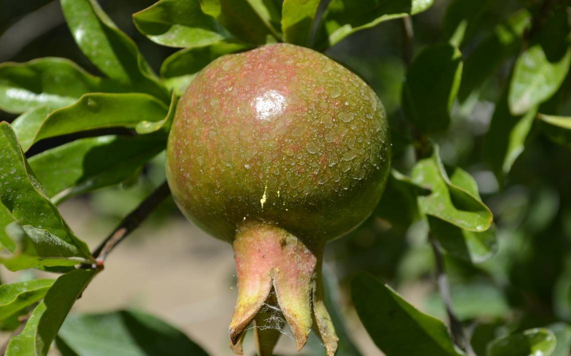 Aumenta demanda de granado y vid por ser árboles frutales de cultivo más  rentable - El Heraldo de Chihuahua | Noticias Locales, Policiacas, de  México, Chihuahua y el Mundo