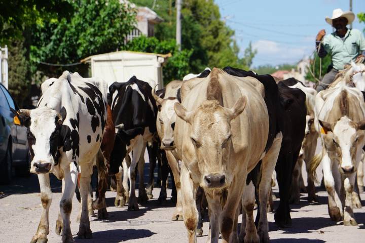 vacas%20ganado%20leche%20ganader%C3%ADa