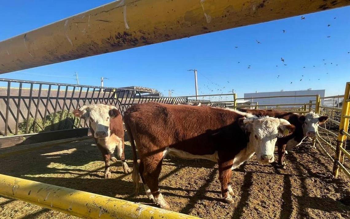 Se prevé que el cierre de la frontera para el ganado mexicano dure 15 días - El Heraldo de Chihuahua | Noticias Locales, Policiacas, de México, Chihuahua y el Mundo