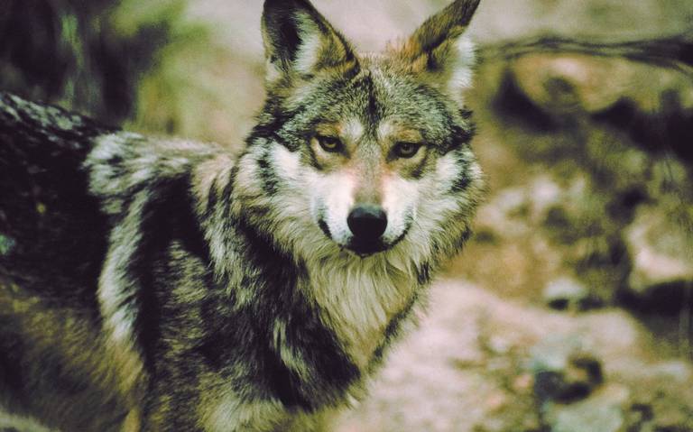 Estrenarán documental de protección del lobo Noticias de Cuauhtémoc - El  Heraldo de Chihuahua | Noticias Locales, Policiacas, de México, Chihuahua y  el Mundo