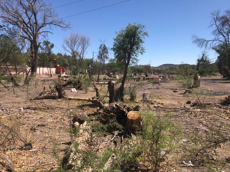 Talan decenas de árboles camino al Herradero, al poniente de la ciudad  Chihuahua noticias locales denuncia ciudadana ecología - El Heraldo de  Chihuahua | Noticias Locales, Policiacas, de México, Chihuahua y el Mundo