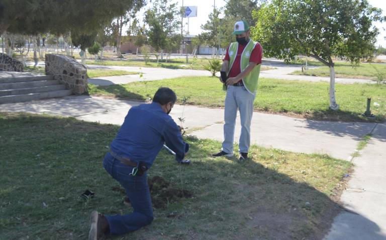 Planean reforestación estratégica en Delicias chihuahua medio ambiente  ecología - El Heraldo de Chihuahua | Noticias Locales, Policiacas, de  México, Chihuahua y el Mundo