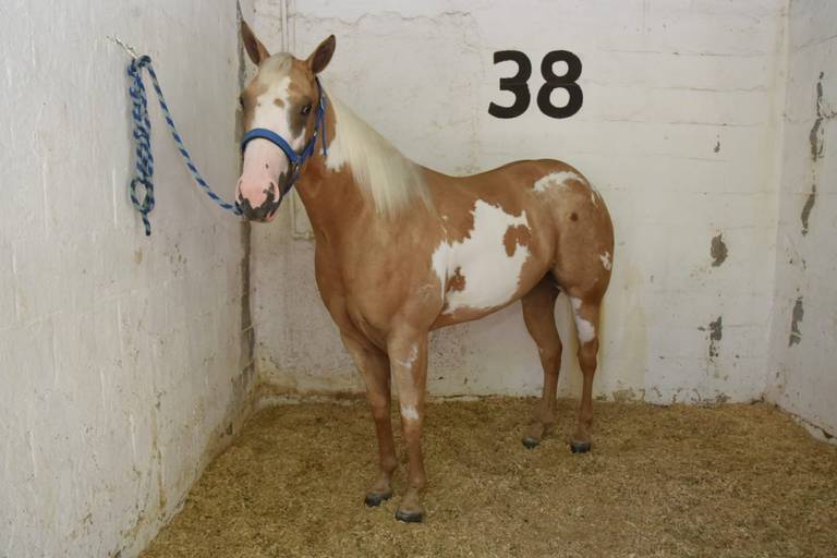 SÍ AL ARTE DE LA TAUROMAQUIA - Caballos Raza Appaloosa