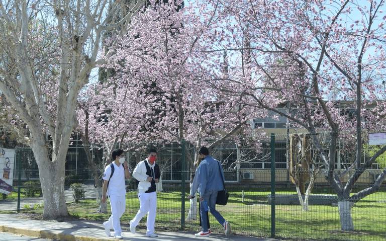 Árboles con flores engalanan los jardines de la Uach - El Heraldo de  Chihuahua | Noticias Locales, Policiacas, de México, Chihuahua y el Mundo