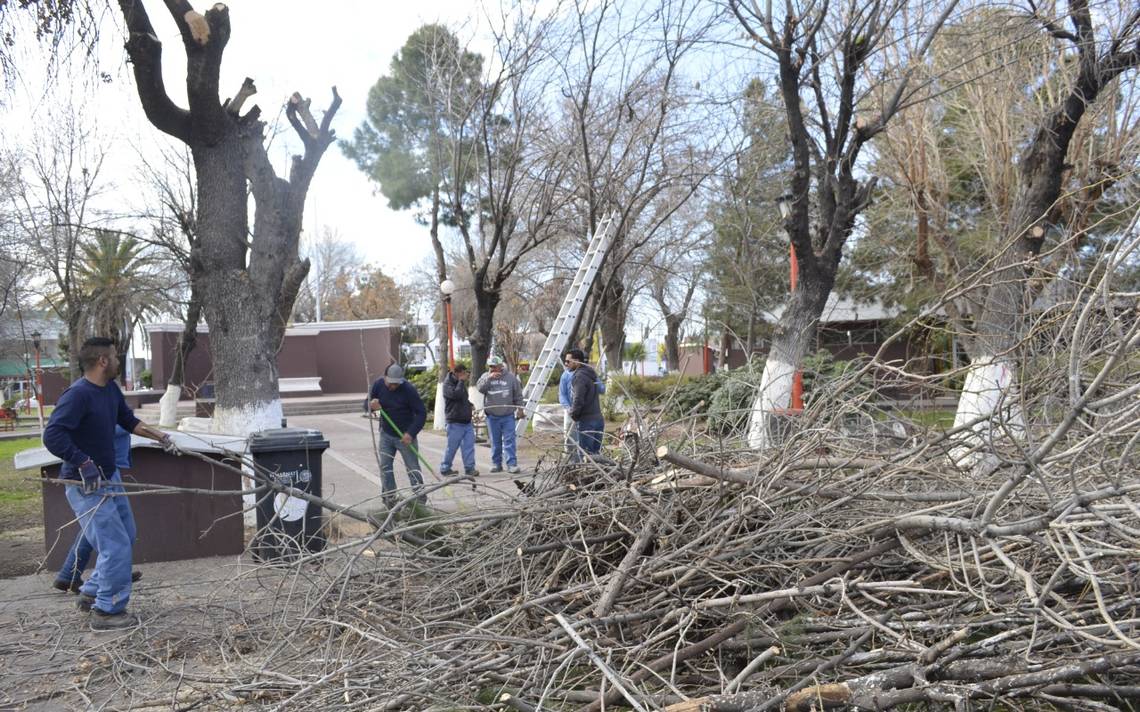 Impondrán fuertes multas por podas indebidas daño ecologico árboles podas -  El Heraldo de Chihuahua | Noticias Locales, Policiacas, de México,  Chihuahua y el Mundo