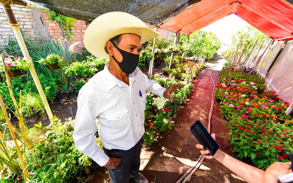 Aumentan las ventas 50% en los viveros Noticias de Chihuahua - El Heraldo  de Chihuahua | Noticias Locales, Policiacas, de México, Chihuahua y el Mundo