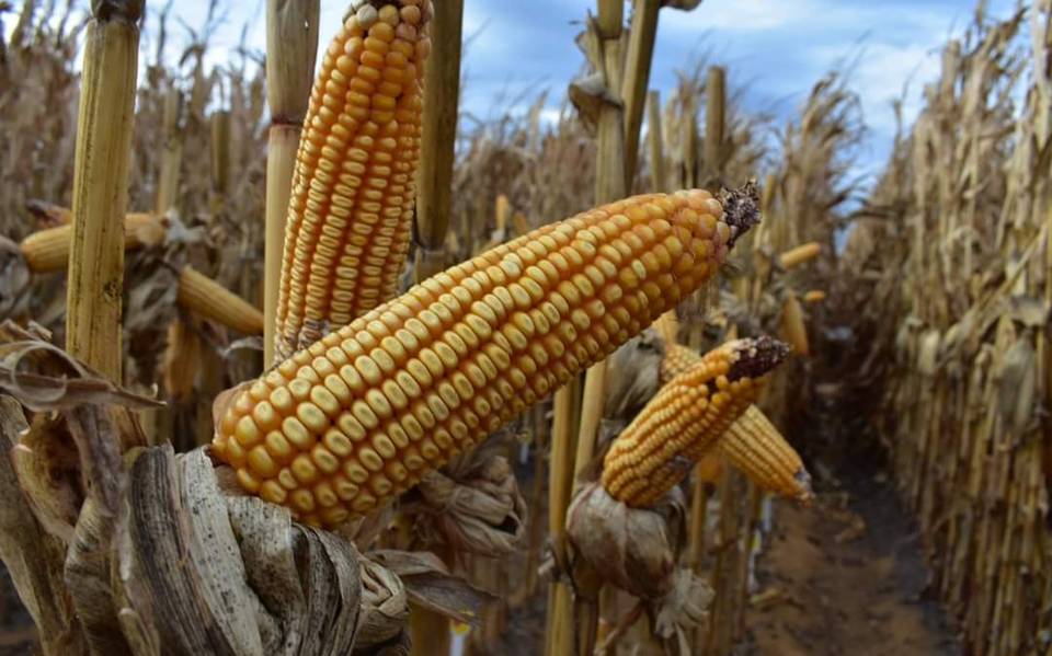 Estiman producción superior al millón de toneladas de maíz en zona noroeste  produccion maiz agricultura grano - El Heraldo de Chihuahua | Noticias  Locales, Policiacas, de México, Chihuahua y el Mundo