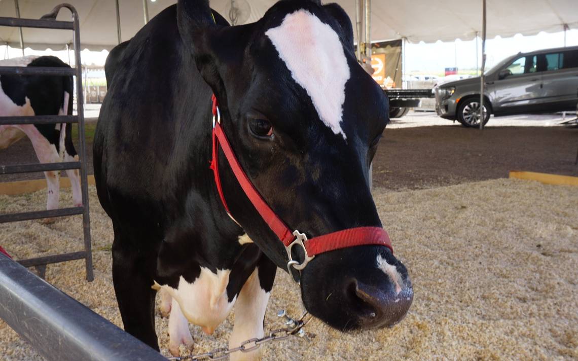 Chihuahua, cuarto lugar nacional en producción de leche - El Heraldo de  Chihuahua | Noticias Locales, Policiacas, de México, Chihuahua y el Mundo