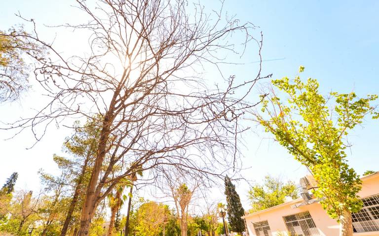 Tiradero de agua y árboles secos dan aspecto decadente al Parque Lerdo  Chihuahua noticias locales ciudad ciudat denuncia ciudadana quejas - El  Heraldo de Chihuahua | Noticias Locales, Policiacas, de México, Chihuahua