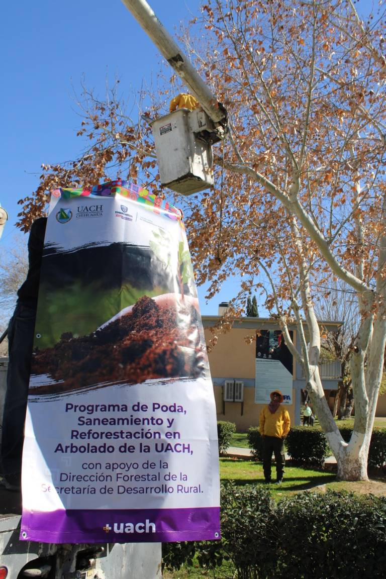 Arrancan programa de poda de árboles en Campus 1 de la UACh - El Heraldo de  Chihuahua | Noticias Locales, Policiacas, de México, Chihuahua y el Mundo