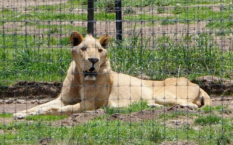 Critican falta de detenidos en caso de los felinos maltratados de Black  Jaguar-White Tiger - El Sol de México | Noticias, Deportes, Gossip, Columnas