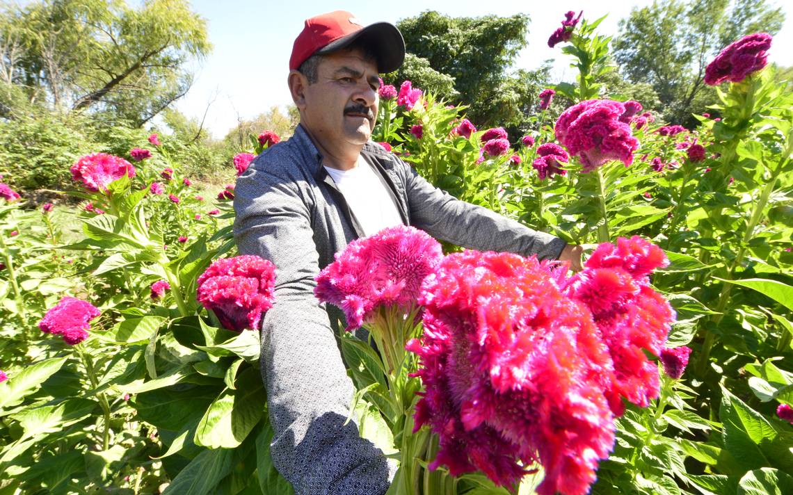 Favorecen lluvias a productores de flores - El Heraldo de Chihuahua |  Noticias Locales, Policiacas, de México, Chihuahua y el Mundo