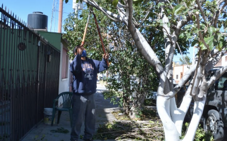 Comienzan ciudadanos a podar sus arboles Frío Poda Moro ramas hojas costos  basura trabajos chihuahua pandemia semaforo rojo epidemia - El Heraldo de  Chihuahua | Noticias Locales, Policiacas, de México, Chihuahua y