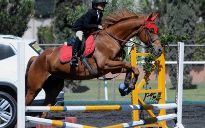 Club Hípico Campestre de Chihuahua domina la frontera - El Heraldo de  Chihuahua | Noticias Locales, Policiacas, de México, Chihuahua y el Mundo