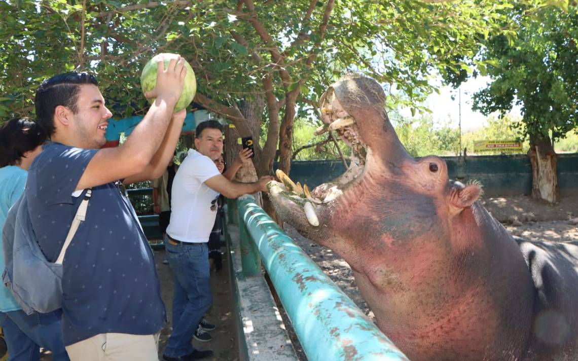 Noticias Al Día  VISITANTES PUEDEN CONOCER A CANGURO BEBÉ EN EL ZOOLÓGICO  DE ALDAMA