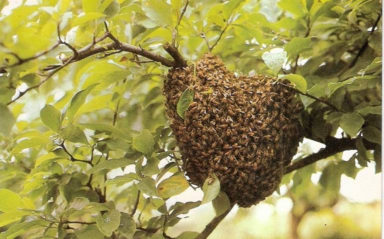 Cómo recoger enjambres de abejas