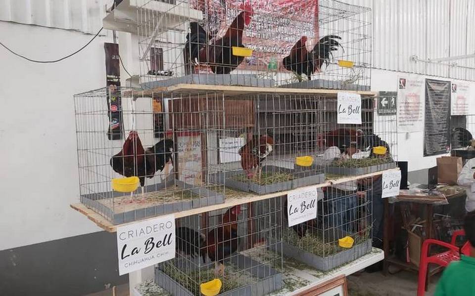 Se quejan vecinos contra criador de gallos Noticias de Delicias - El  Heraldo de Chihuahua | Noticias Locales, Policiacas, de México, Chihuahua y  el Mundo
