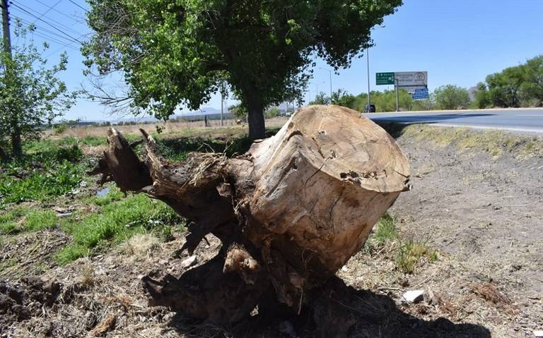 Denuncian tala masiva de árboles rumbo al aeropuerto Noticias de Chihuahua  Ecología Plantación Flora - El Heraldo de Chihuahua | Noticias Locales,  Policiacas, de México, Chihuahua y el Mundo