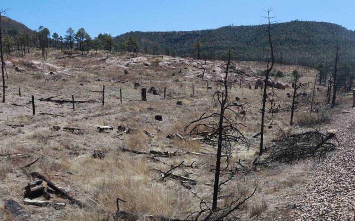 Tala ilegal acaba con fertilidad de bosques Noticias de Chihuahua Sierra  Tarahumara Recursos Maderables UACh - El Heraldo de Chihuahua | Noticias  Locales, Policiacas, de México, Chihuahua y el Mundo