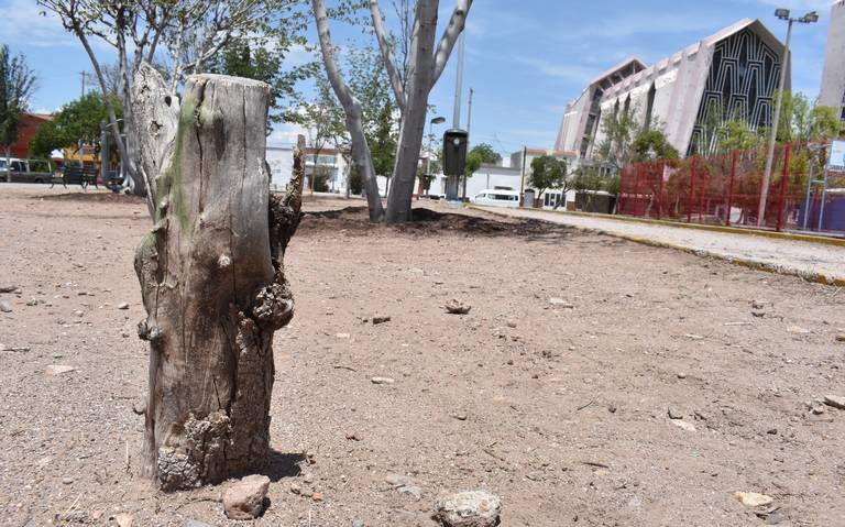 El calor está matando los árboles - El Heraldo de Chihuahua | Noticias  Locales, Policiacas, de México, Chihuahua y el Mundo